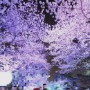 렛츠런파크 제주 | 렛츠런파크 서울 제주 장단점 총정리 벚꽃축제 경마공원 후기