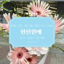 화사한 생화 꽃바구니 만들기 | 고양꽃도매시장 일산 꽃집 &#39;현진원예&#39; 할인 정보 생화 구입 절화보존제 만들기