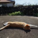 페퍼민트민박 이미지