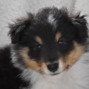 동물병원 공감 이미지