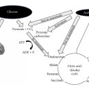 Re:Re: Ketogenic Diet in Neuromuscular and Neurodegenerative Diseases 이미지