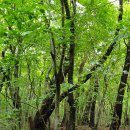 숲속의궁전 이미지