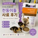 부화한 아기오리 청둥이들.직접 먹여보고 선택한 첫 사료