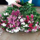 송암2리 이미지