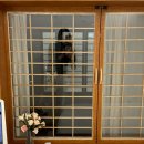 스테이아호이 이미지