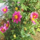 도연농원 이미지