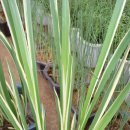 창포농장 이미지