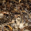 전통추어탕 이미지