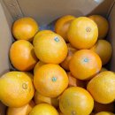 골드샤인 이미지