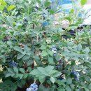 솔밭초교 이미지