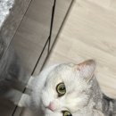 생선파는 고양이 | 고양이 간식 추천, 나응식 수의사가 만든 고양이 참치 '촉촉통살' 리얼 기여 후기