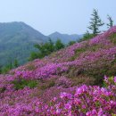 지리산 바래봉 철쭉꽃 산행기 이미지