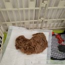 대구애견조류원 이미지