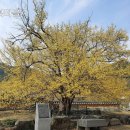 산수유꽃길민박 이미지