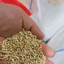 [가공소식] 22년산 중국산 메밀쌀 추가 도정 판매 이미지