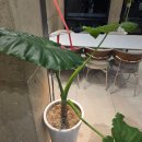 솜반천로46번길 이미지