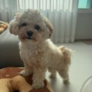 차와 함께 일상으로의 여행 | [임신 일기] 20주차-25주차 일상, 일본 오사카 교토 태교여행 후기🤰