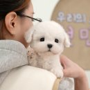 자미애견 이미지