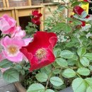 동리로R 이미지