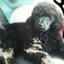 개 이쁘개 이미지