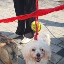 쓰담쓰담 이미지