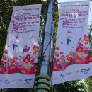 자라섬 꽃 페스타' 환상적인 보라 빛 물결~ 출렁 다리 희소식! 이미지