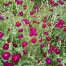 노을과포도향기 이미지