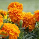 메리골드 이미지