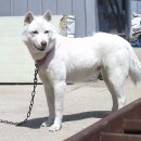 예쁜여우 이미지