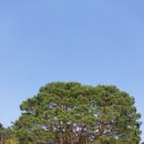 덕산 은행나무길 이미지