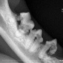 늘곁에동물병원 이미지