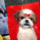 쁘띠댕댕 이미지