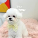 쁘띠몽 | 광안리애견미용 후기 미니비숑 땡초의 예쁨 폭발 변신, 쁘띠몽펫샵 리얼 후기