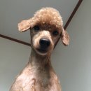 모랑펫살롱 이미지