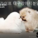 도그라이프 대구강아지분양 이미지