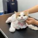 온천장고양이 이미지