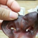 러브앤펫 이미지