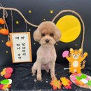 동글동글 애견미용실 이미지