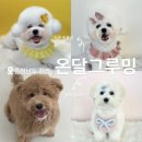 베베그루밍 | [온달그루밍] 벱제뚜가 정착한 천안 애견미용실 불당 애견미용실