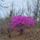 축제코스 | 비슬산 참꽃축제 등산코스 후기, 요행을 바라지 않기로 함