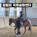 정철희 국제승마센터 이미지