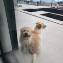 쓰담쓰담 이미지