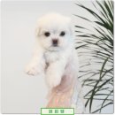 계룡애견 | 계룡애견분양 퍼피댕 따뜻한 일상의 시작