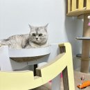 그루밍라운지 | 기존에 사용하던 티라미수 대신 구매해본 뮤트 2단 양면 라운지스크래쳐 후기!