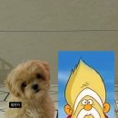 멍플러피 이미지