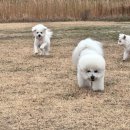 B&B(바비브라운 비숑프리제) | 울산애견유치원 바비브라운 비숑프리제 등원 후기 🐶 편안하게 놀다 온 하루