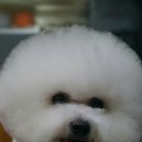 레이지포 이미지