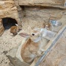 서창남순환로216번길1R | 인천 서창 실내동물원 쥬벅스! 아기랑 가볼만한 곳 찾다 발견한 특별한 체험 대만족!