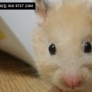 햄스터농장 이미지