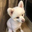 디비디비(dbdb) 네이버블로그